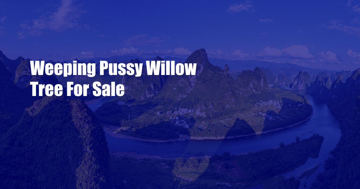 Weeping Pussy Willow Tree For Sale